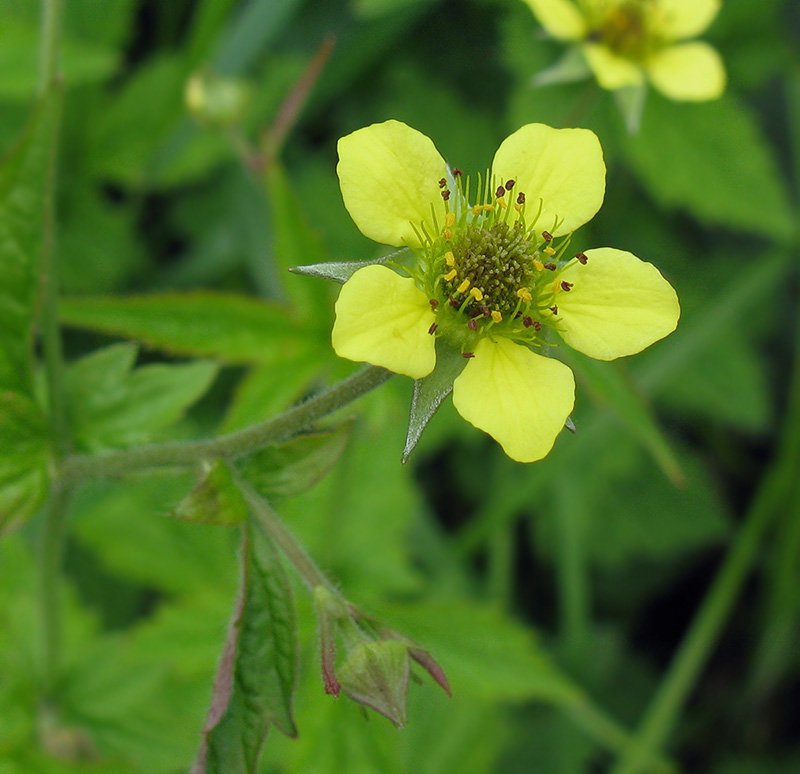 Image of Geum urbanum specimen.