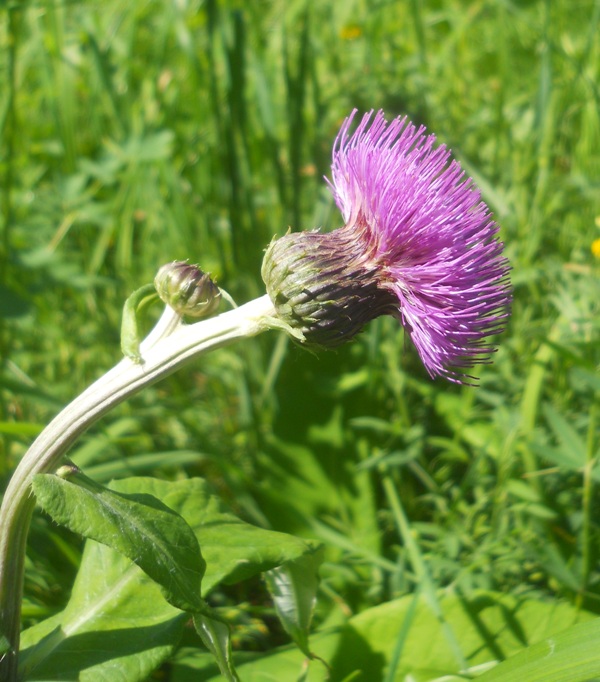 Image of Cirsium heterophyllum specimen.