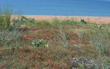 Ephedra distachya