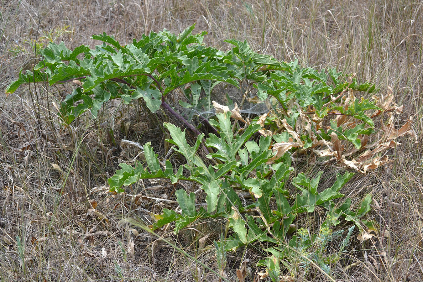 Image of Crambe aspera specimen.