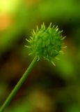 Ranunculus tachiroei