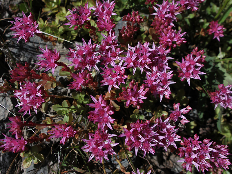 Image of Sedum spurium specimen.