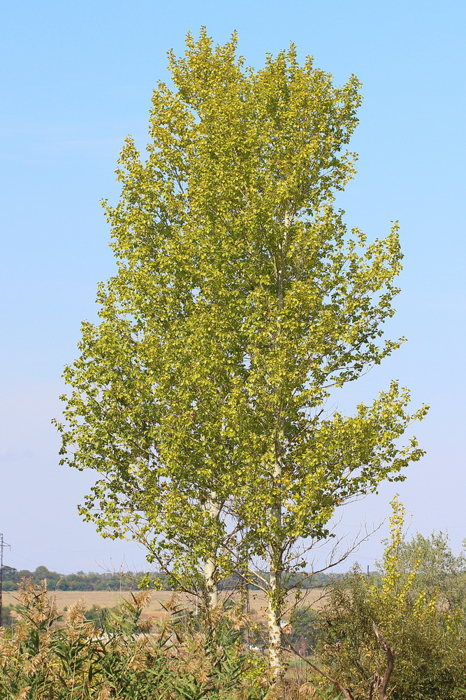 Image of genus Populus specimen.