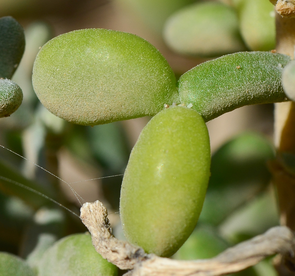 Изображение особи Tetraena alba.