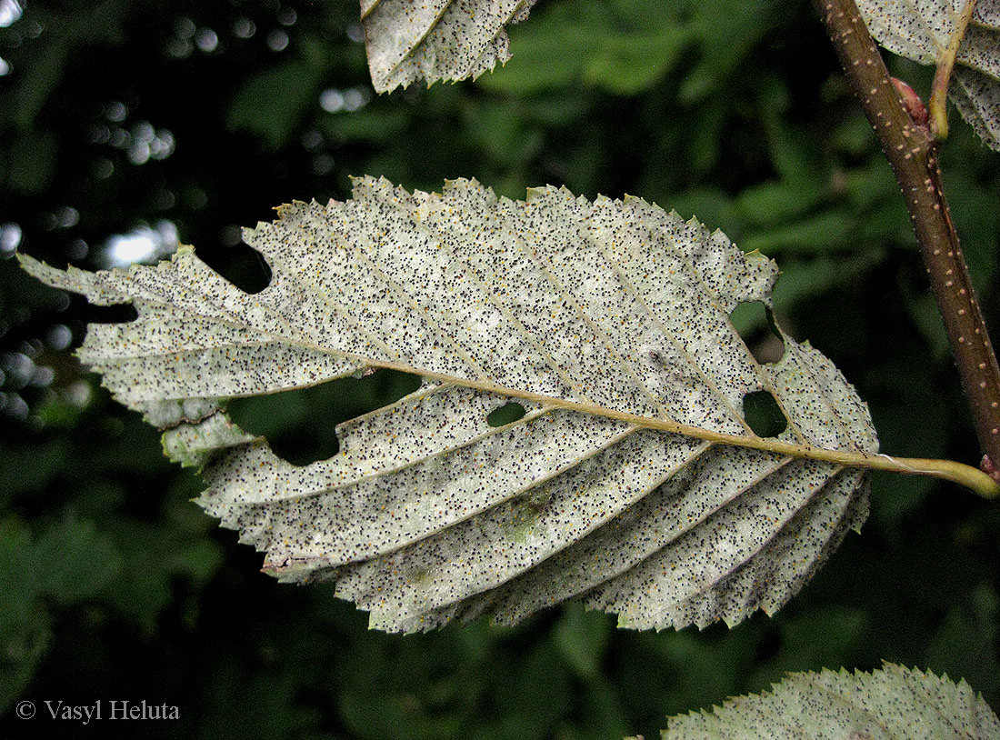 Изображение особи Carpinus betulus.