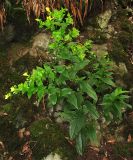 Ixanthus viscosus