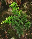 Ixanthus viscosus. Цветущее растение. Испания, Канарские острова, Тенерифе, горный массив Анага, окр. деревни Таганана, в нижнем ярусе лаврового леса. 8 марта 2008 г.