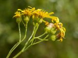 Senecio paludosus