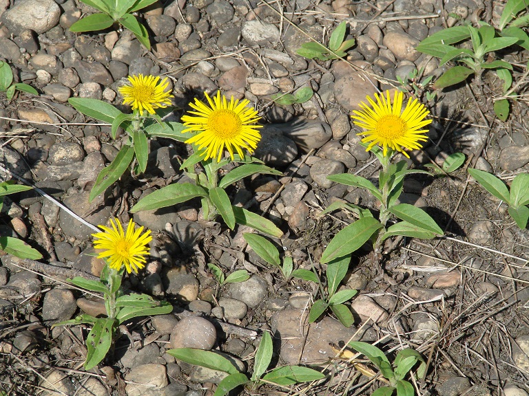 Изображение особи Inula britannica.