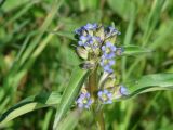 Gentiana macrophylla. Верхушка цветущего растения. Иркутск, роща Звёздочка. 02.08.2009.