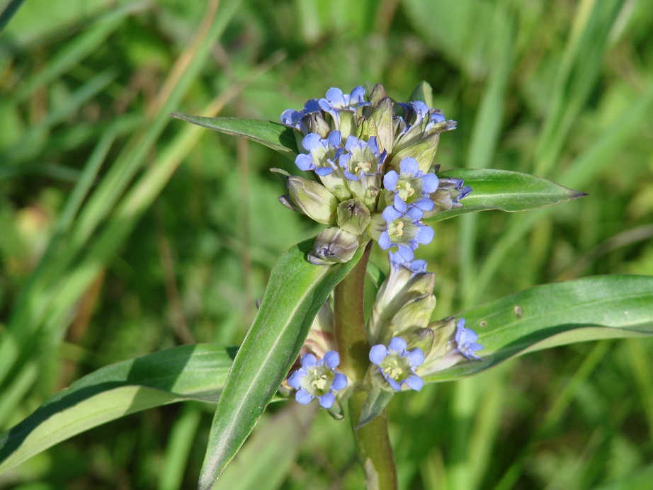 Изображение особи Gentiana macrophylla.