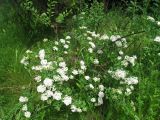 Spiraea trichocarpa