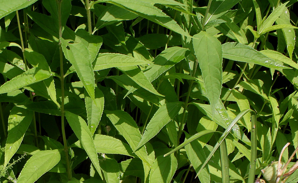 Изображение особи Helianthella quinquenervis.