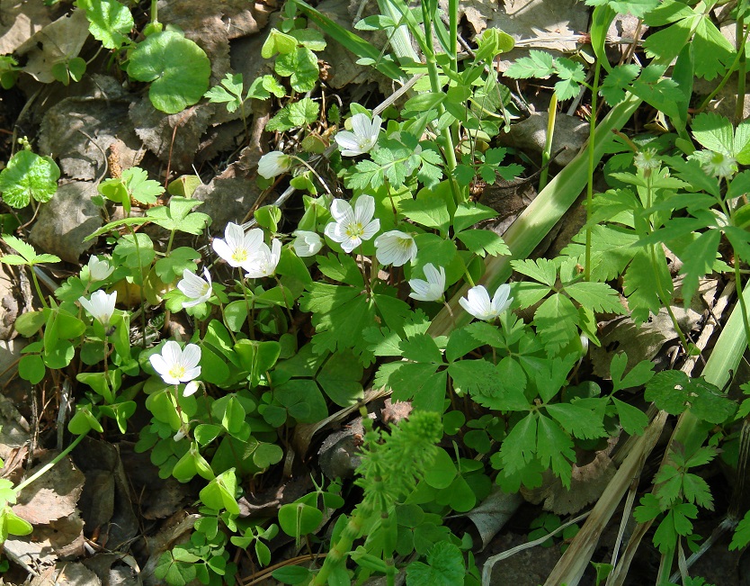 Изображение особи Oxalis acetosella.