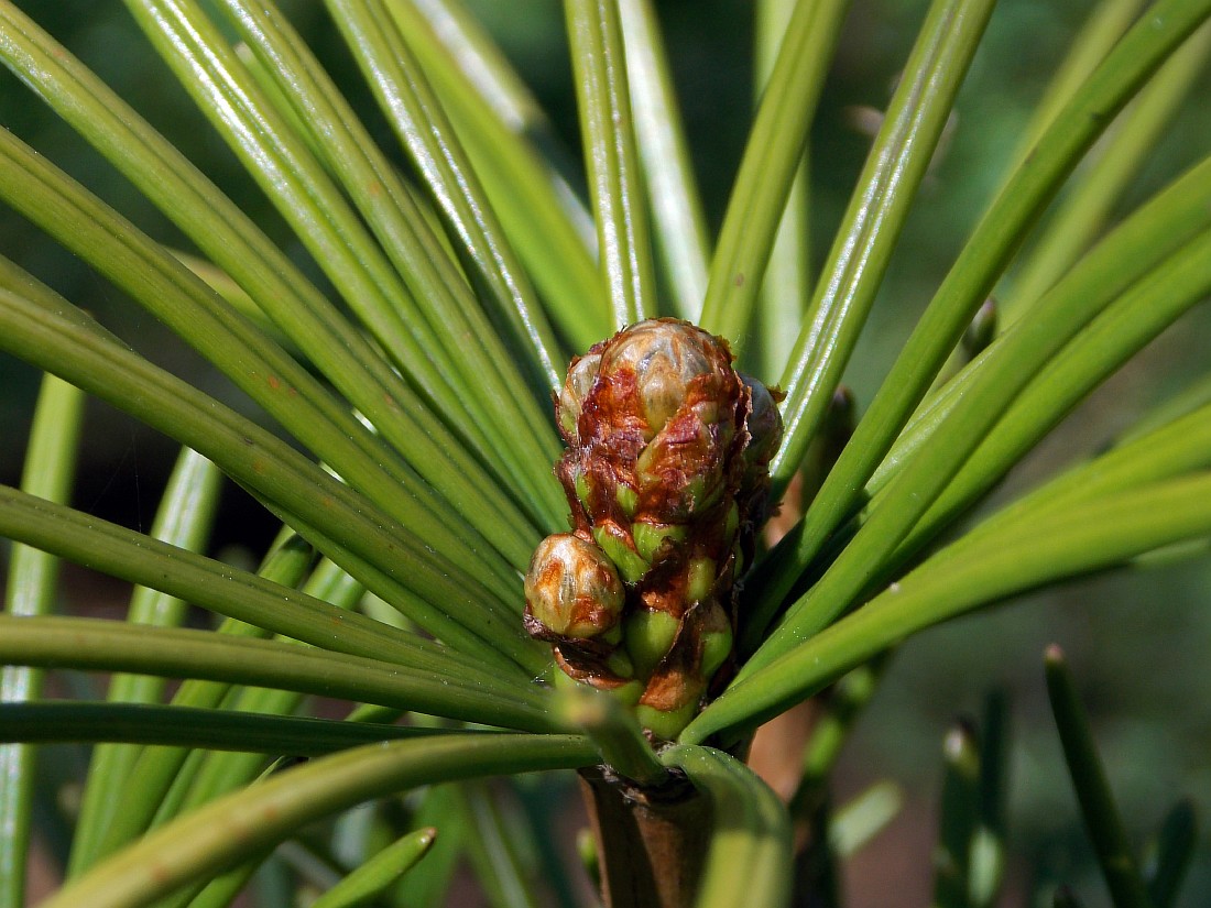 Изображение особи Sciadopitys verticillata.