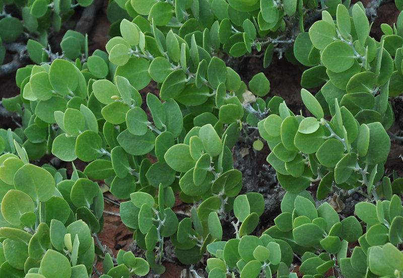 Image of Capparis cartilaginea specimen.