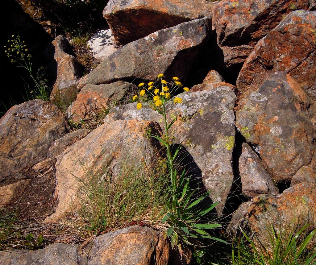 Image of Bupleurum martjanovii specimen.
