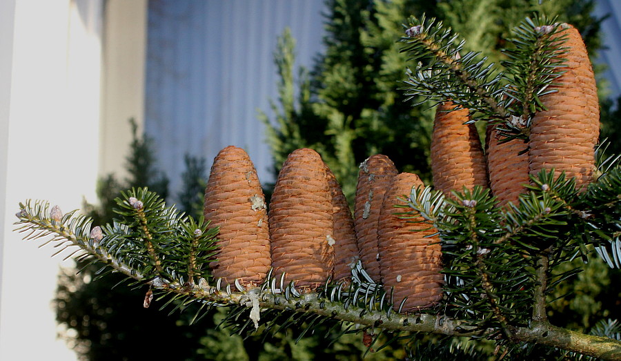 Image of Abies koreana specimen.