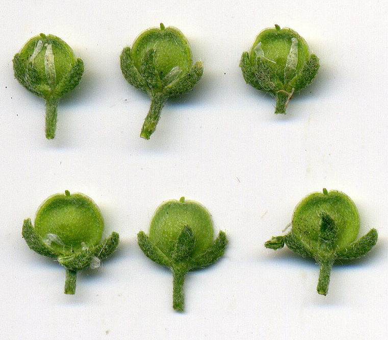 Image of Alyssum alyssoides specimen.