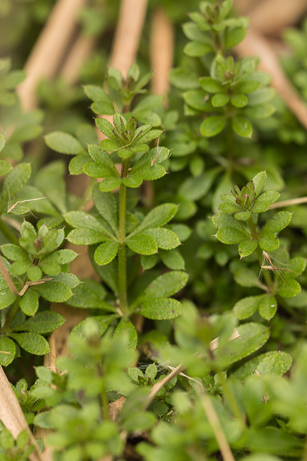 Изображение особи Galium aparine.