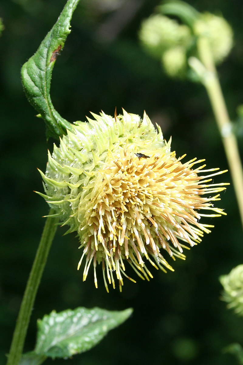 Image of Alfredia cernua specimen.