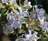 Rosmarinus officinalis