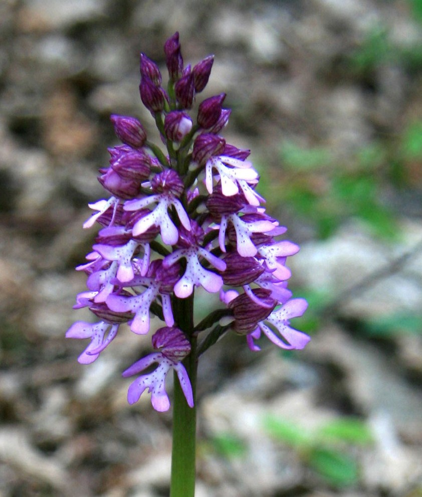 Image of Orchis purpurea ssp. caucasica specimen.