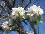 Malus domestica. Соцветия. Крым, окр. Балаклавы, Витмерова балка. 10 апреля 2014 г.