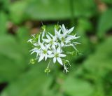 Allium ursinum. Соцветие с завязавшимися плодами. Краснодарский край, Апшеронский р-н, окр. пос. Мезмай, Гуамское ущелье. 03.05.2014.