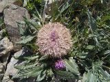 Jurinella moschus