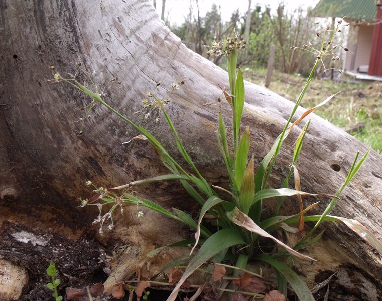 Image of Luzula pilosa specimen.