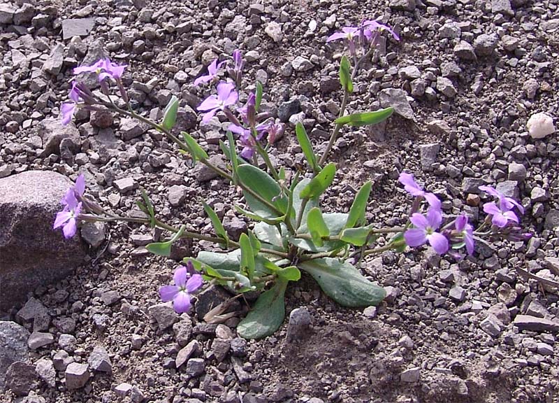 Image of Zuvanda meyeri specimen.