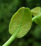 Euphorbia borodinii