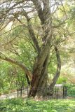 Cupressus macrocarpa