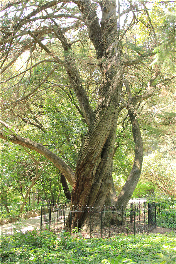 Image of Cupressus macrocarpa specimen.