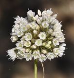 Allium pallens