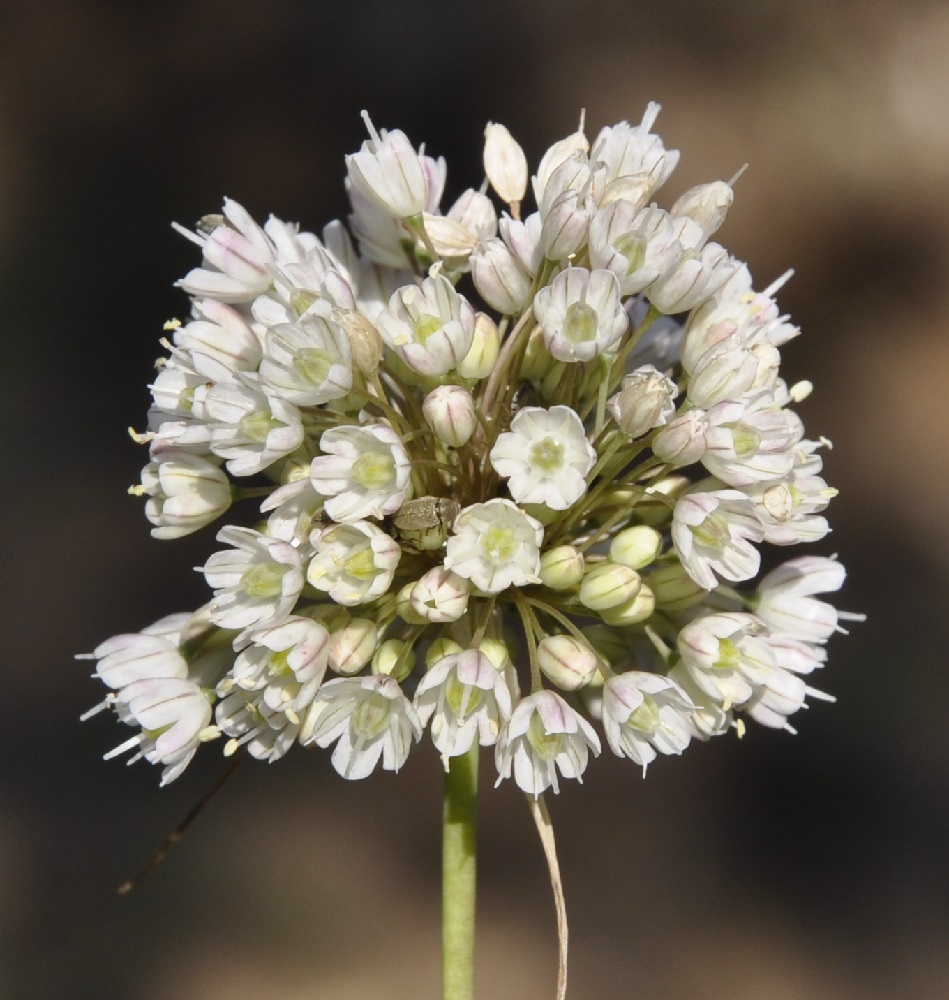Изображение особи Allium pallens.