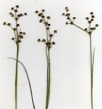 Juncus articulatus. Верхушки плодоносящих растений. Курская обл., д. Жарманово, верховья р. Мицень. 22 июля 2007 г.