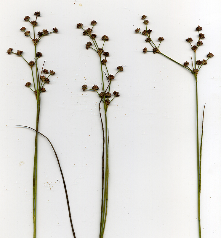 Image of Juncus articulatus specimen.