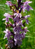 Dactylorhiza fuchsii. Часть соцветия. Ярославль, Петропавловский парк, заболоченный участок в верховьях ручья. 13 июля 2014 г.