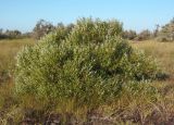 Salix triandra. Вегетирующее растение. Украина, Запорожская обл., Бердянский р-н, г. Бердянск, Бердянская коса. 02.08.2014.