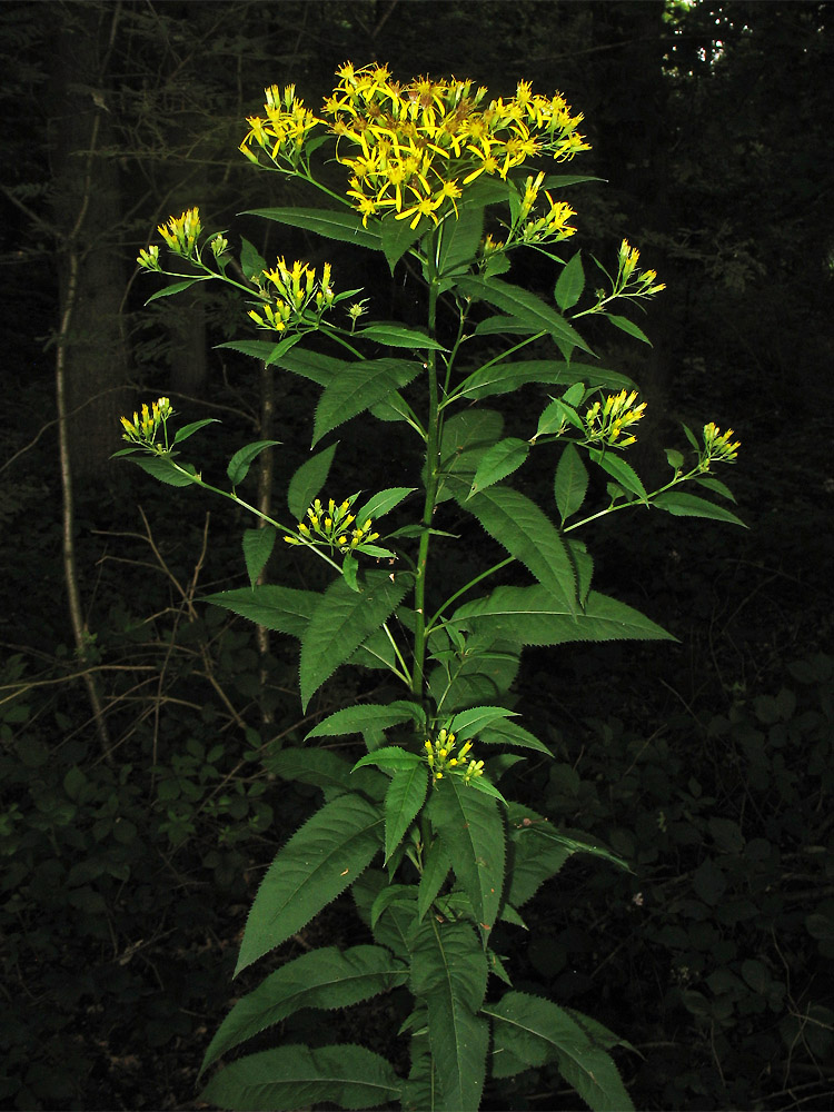 Image of Senecio ovatus specimen.