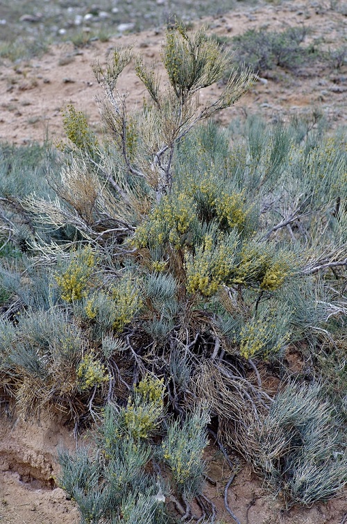 Image of Ephedra intermedia specimen.