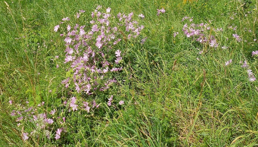 Изображение особи Malva moschata.