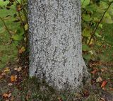 Tilia mongolica. Комлевая часть ствола покрытая лишайником и прикорневые побеги. Германия, г. Дюссельдорф, Ботанический сад университета. 05.09.2014.