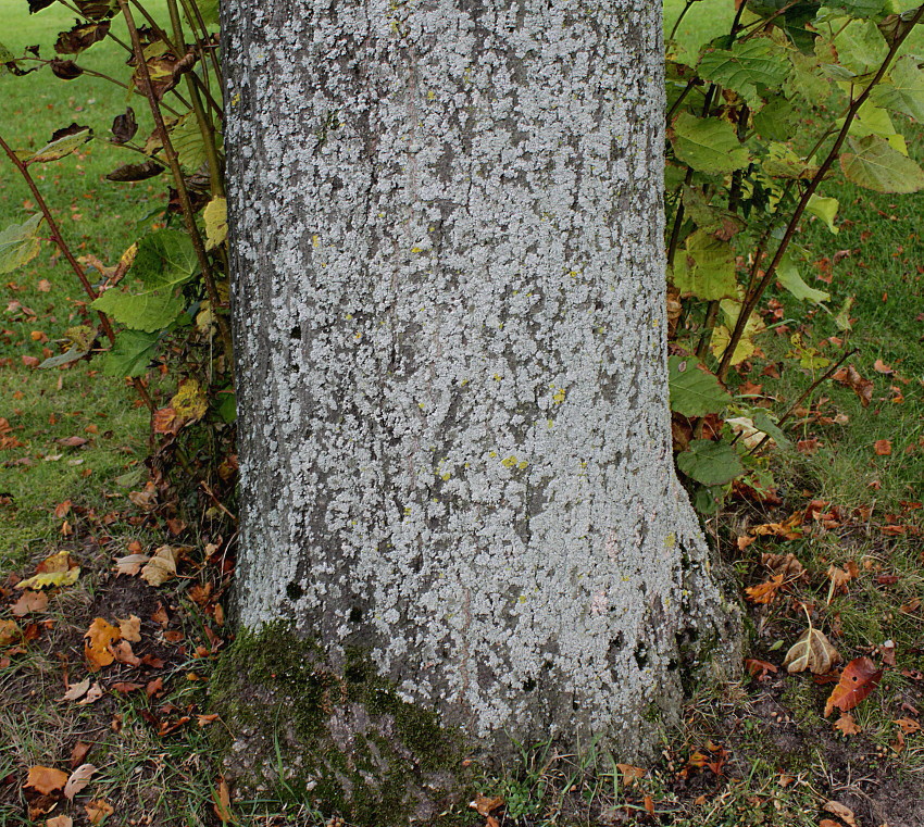 Image of Tilia mongolica specimen.