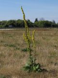 Verbascum nigrum