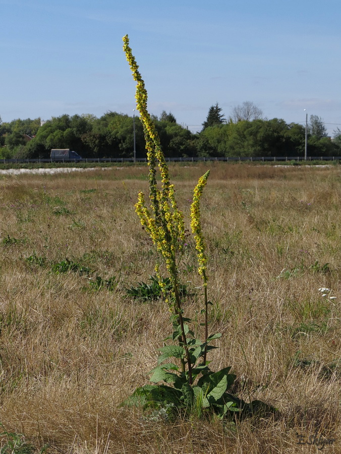 Изображение особи Verbascum nigrum.