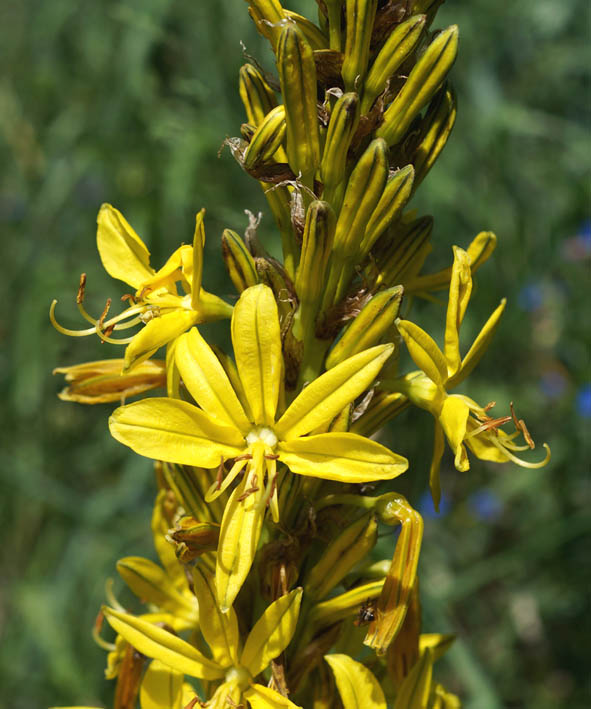 Изображение особи Asphodeline lutea.