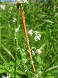 Galium uliginosum